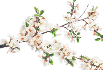 flower isolated on white background