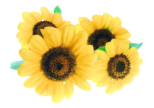 beautiful yellow Sunflower petals isolated on white background