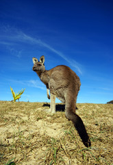 Kangaroo