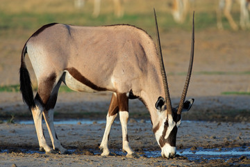 Gemsbok antelope (Oryx gazella), Kalahari, South Africa