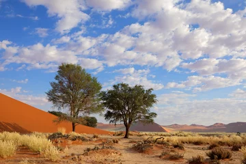 Zelfklevend Fotobehang Desert landscape with Acacia trees, Sossusvlei, Namibia © EcoView