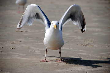 möwe