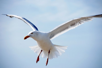 Naklejka premium seevogel