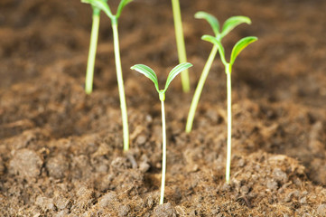 New life concept - green seedling growing out of soil