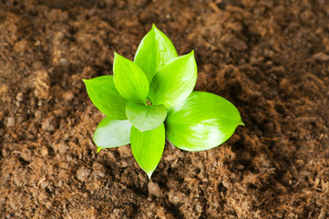 New life concept - green seedling growing out of soil