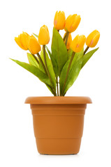 Pot with tuplis isolated on white