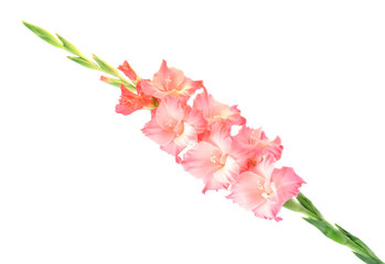 Flower a gladiolus
