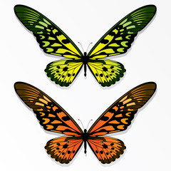 Fototapeta na wymiar Butterflies