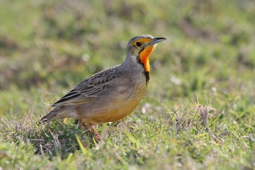 Cape Longclaw Bird
