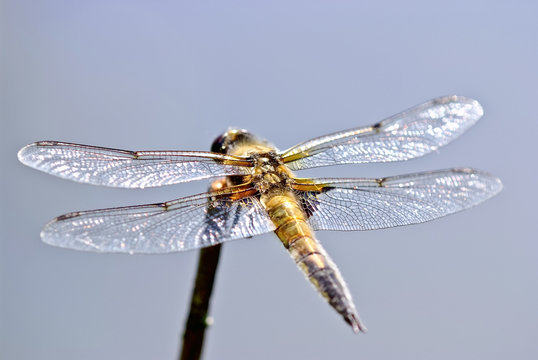 dragonfly macro (Anaciaeschna isoceles)