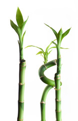 three bamboos