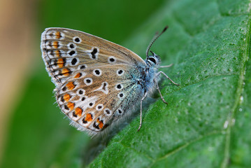Fototapeta na wymiar beautiful colorful butterfly