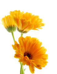 yellow gerber flowers against white background