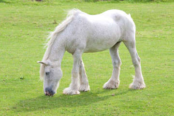 Obraz premium Grey windblown horse