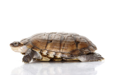 Fototapeta premium North African helmeted turtle