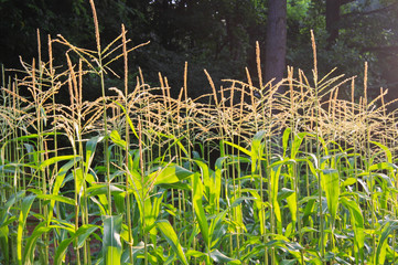 Summer Cornfield