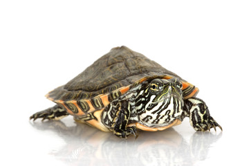 Obraz premium Rio Grande Cooter