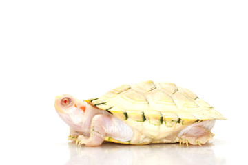 Albino red-eared slider