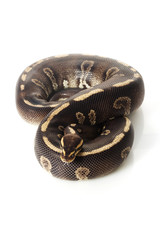 super chocolate ball python