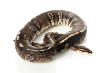 super chocolate ball python