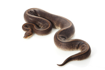 camouflage ball python