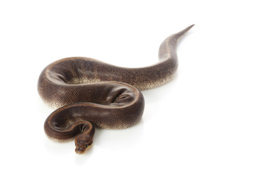 camouflage ball python