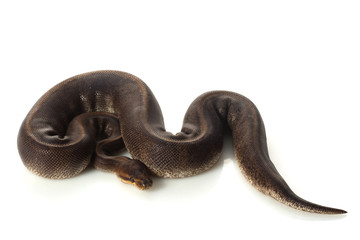 camouflage ball python