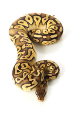 pastave ball python
