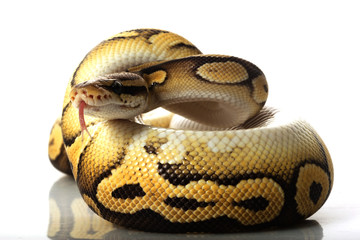 Obraz premium pastave ball python