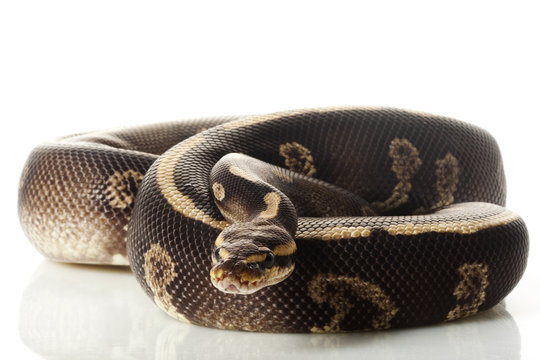 super chocolate ball python