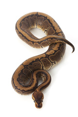 chocolate pinstripe ball python