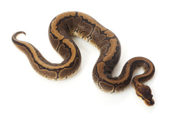 chocolate pinstripe ball python