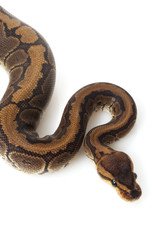 chocolate pinstripe ball python