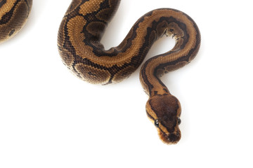 chocolate pinstripe ball python
