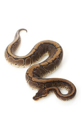 chocolate pinstripe ball python
