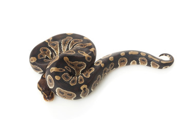 Fototapeta premium chocolate ball python