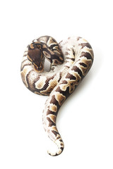 chocolate ball python
