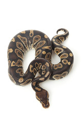 chocolate ball python
