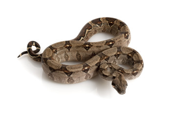 Nicaraguan Boa