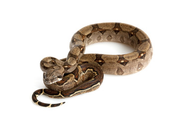 Nicaraguan Boa