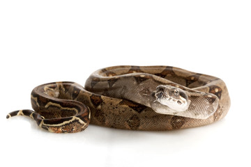 Nicaraguan Boa