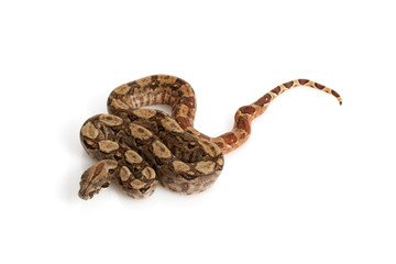 Hypo Nicaraguan Boa
