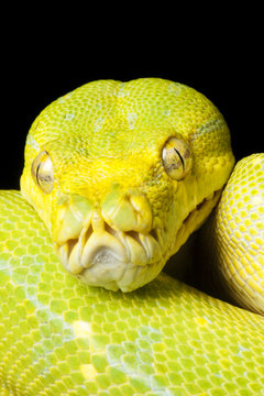 Green tree python