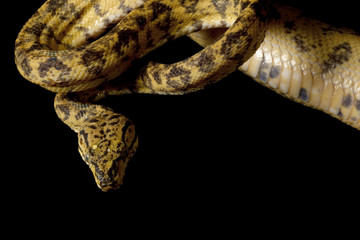 Naklejka premium Amazon tree boa