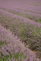 Naklejka na ściany i meble fields of lavender