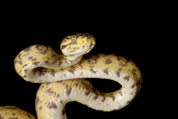 Amazon tree boa