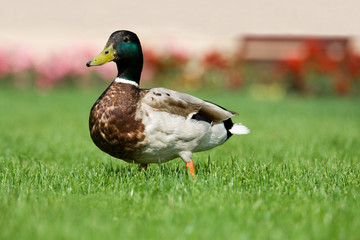 Mallard is walking on the green grass in park