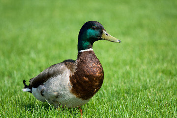 Mallard on the green field close-up