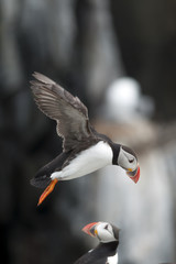 Puffin