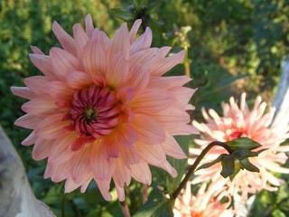 the coloured flowers